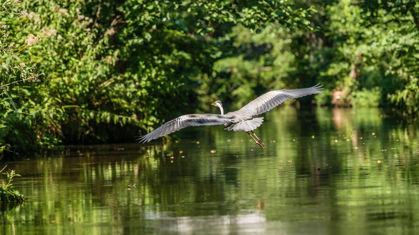 Ein Reiher fliegt über einen Kanal (Archivbild): Im Spreewald gibt es viele Traditionen und Orte zu erkunden.