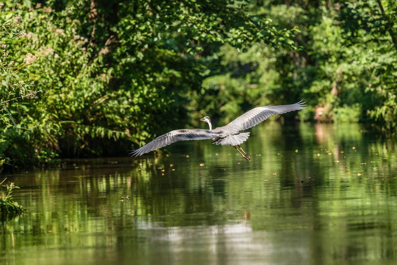 Ein Reiher fliegt über einen Kanal (Archivbild): Im Spreewald gibt es viele Traditionen und Orte zu erkunden.