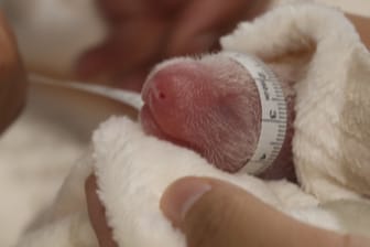 Pandabären-Nachwuchs im Zoo Berlin: Panda-Mutter Meng Meng hat Zwillinge zur Welt gebracht.