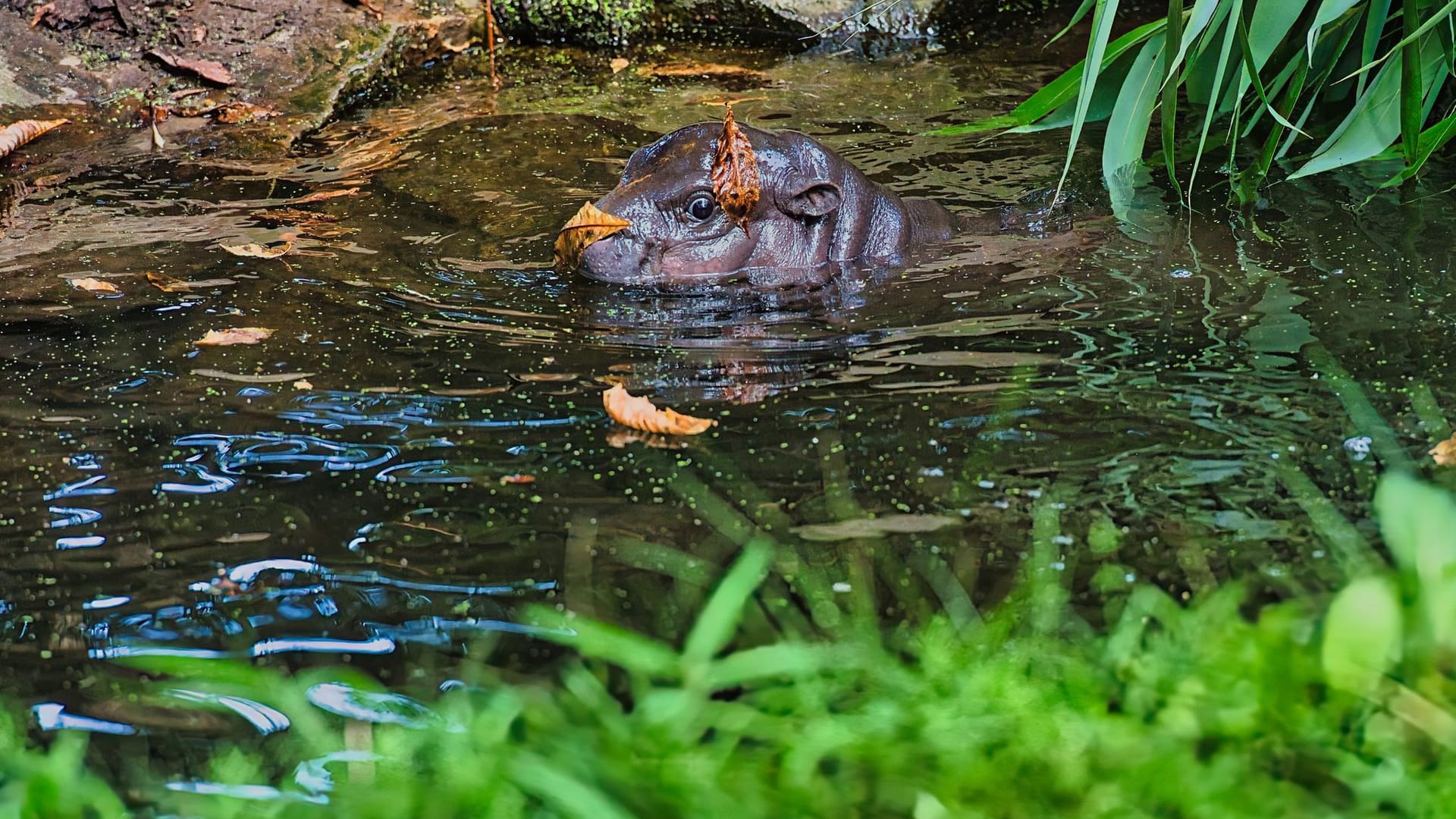 Bademeister-Job für Mini-Hippo Toni scheinbar gefragt