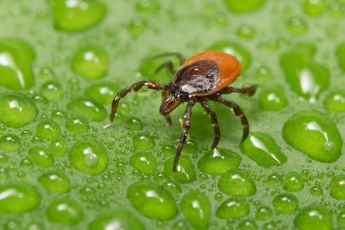 Zeckengefahr: Aktiv sind die Spinnentiere ab einer Temperatur von etwa acht Grad.