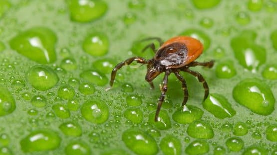 Zeckengefahr: Aktiv sind die Spinnentiere ab einer Temperatur von etwa acht Grad.