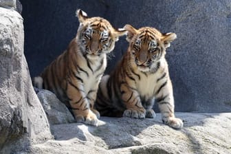 Die Tiger-Babys Tochka und Timur: In den schattigen Höhlen lässt sich auch die Hitze ertragen.