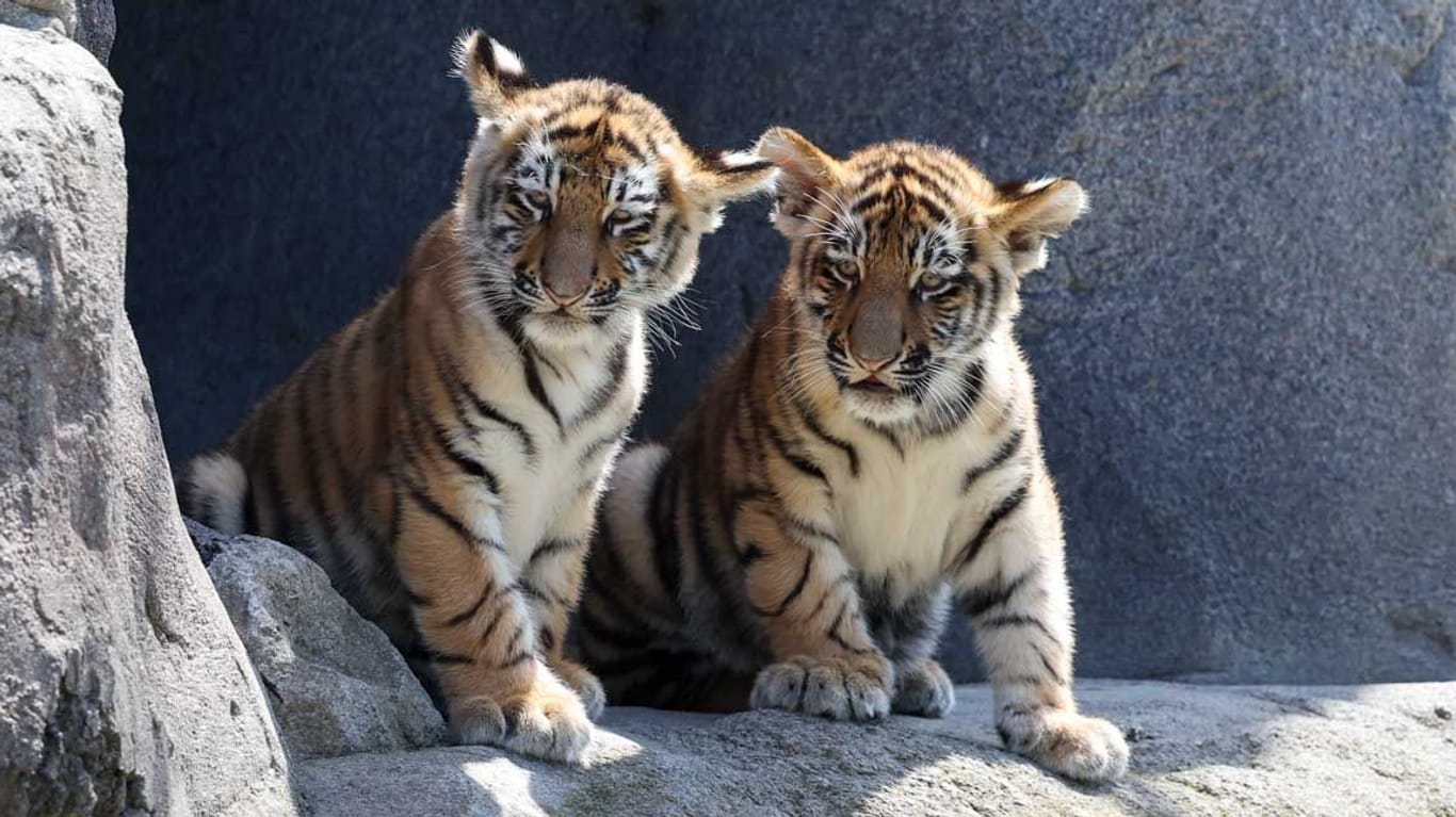 Die Tiger-Babys Tochka und Timur: In den schattigen Höhlen lässt sich auch die Hitze ertragen.