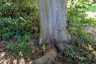 21 Löcher wurden in die alte Rotbuche im Essener Achthausenpark gebohrt. Die Stadt hat Strafanzeige bei der Polizei erstattet.