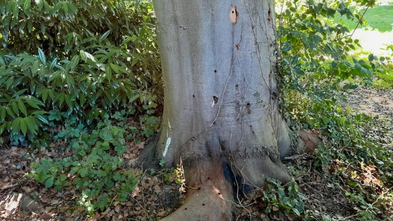 21 Löcher wurden in die alte Rotbuche im Essener Achthausenpark gebohrt. Die Stadt hat Strafanzeige bei der Polizei erstattet.