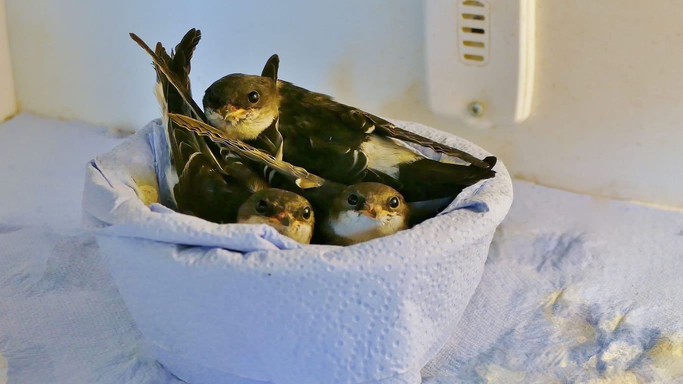 Immer mehr Vögel finden ihren Weg in die Wildtierstation des Münchner Tierheims und müssen hier aufgepäppelt werden.