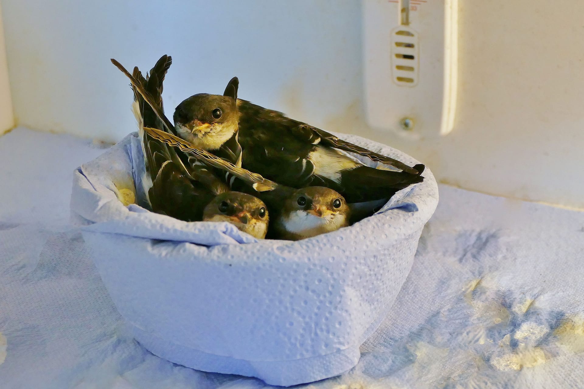 Immer mehr Vögel finden ihren Weg in die Wildtierstation des Münchner Tierheims und müssen hier aufgepäppelt werden.