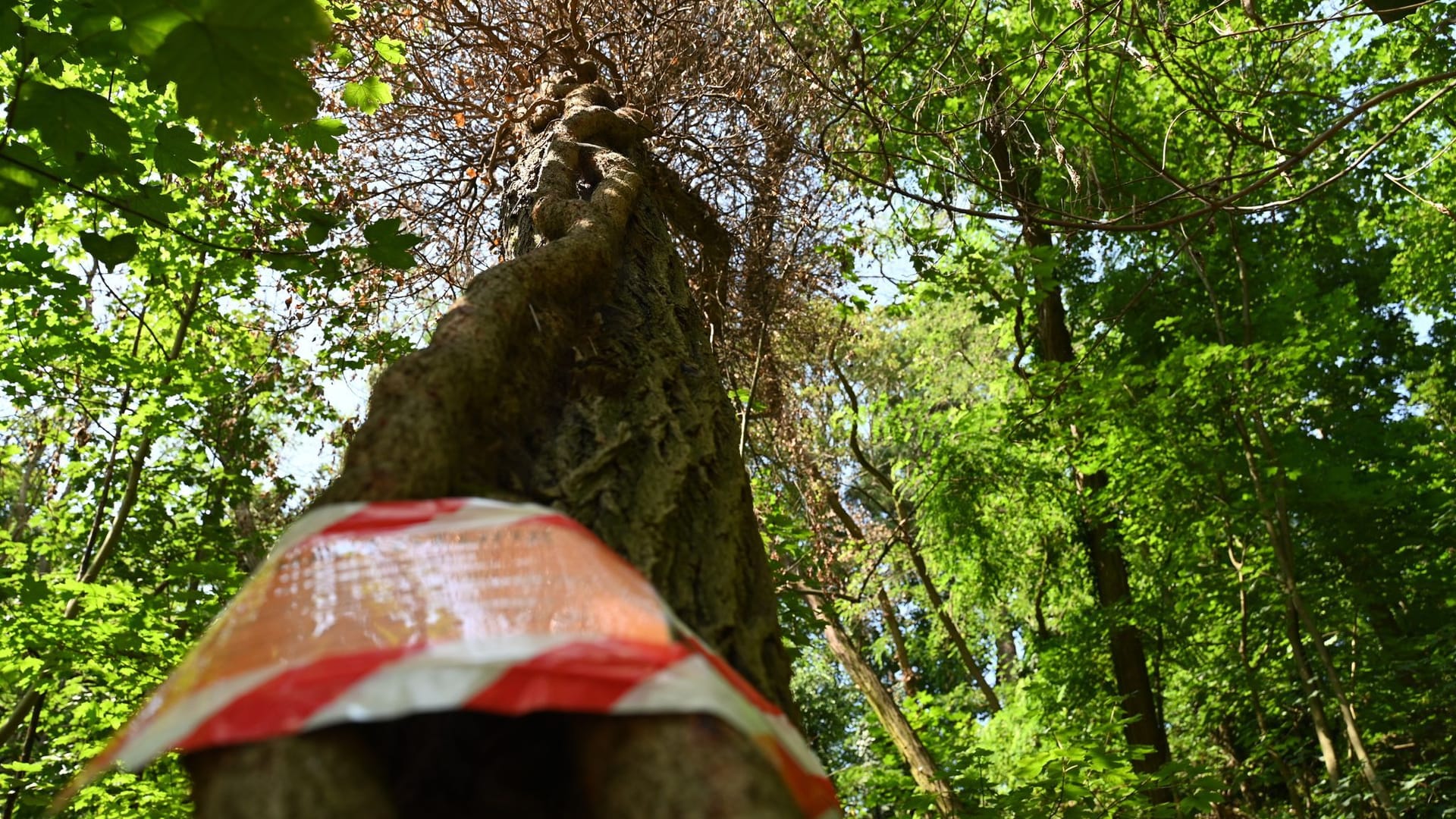 Vergifteter Baum in Gatow: Der Schaden ist immens.