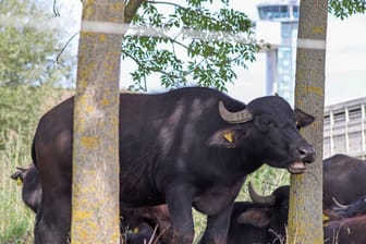 Ein Wasserbüffel steht auf der Weide vor dem Nürnberger Flughafen: Sechs bis acht Wochen sollen die Tiere dort ihre Arbeit verrichten.