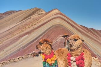 Woman standing and alpaca in the rainbow mountain in Peru with all the colors of the mountain in the background.