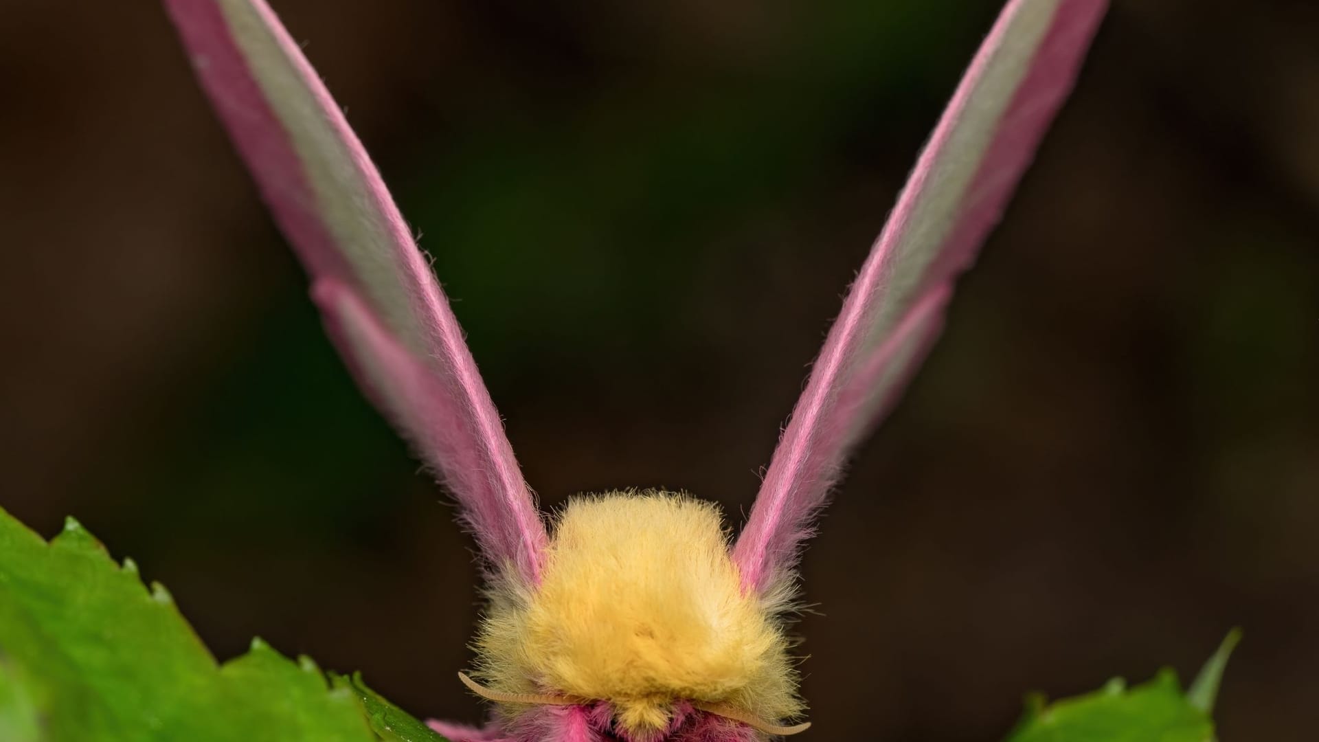 Fliegendes Sahnebonbon als Musterbeispiel der Evolution