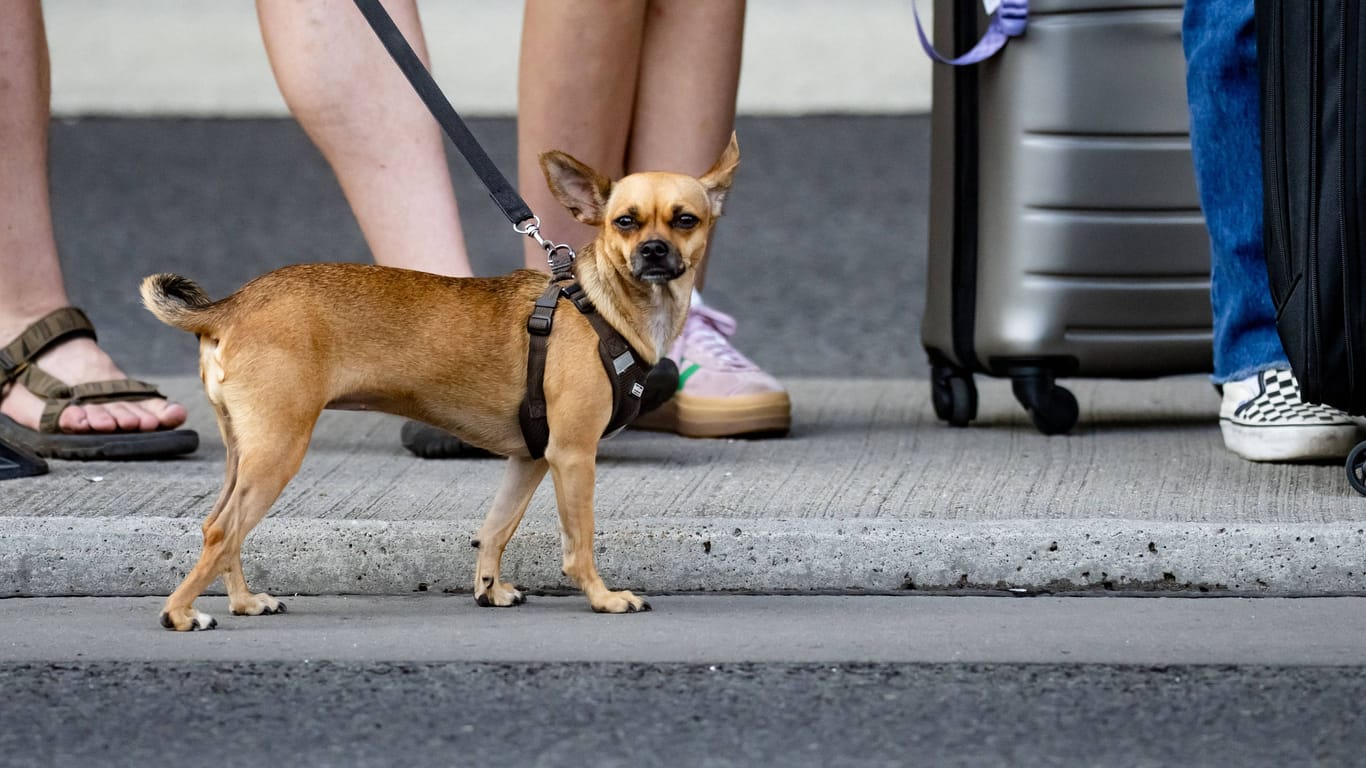 Ein Chihuahua an einer Leine (Symbolbild): Grisu, der in Hannover gefunden wurde, lebt nun in einer Familie mit weiteren Hunden.