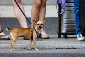 Ein Chihuahua an einer Leine (Symbolbild): Grisu, der in Hannover gefunden wurde, lebt nun in einer Familie mit weiteren Hunden.