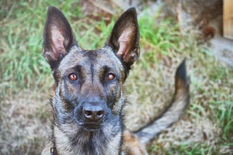 Diensthund Mayla: Die Spürnase hat den mutmaßlichen Täter aufgespürt.