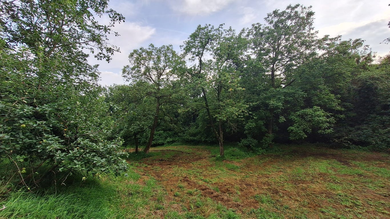 Verwilderte Streuobstwiese im Mühlbachtal, dem kleinsten Naturschutzgebiet innerhalb Frankfurts