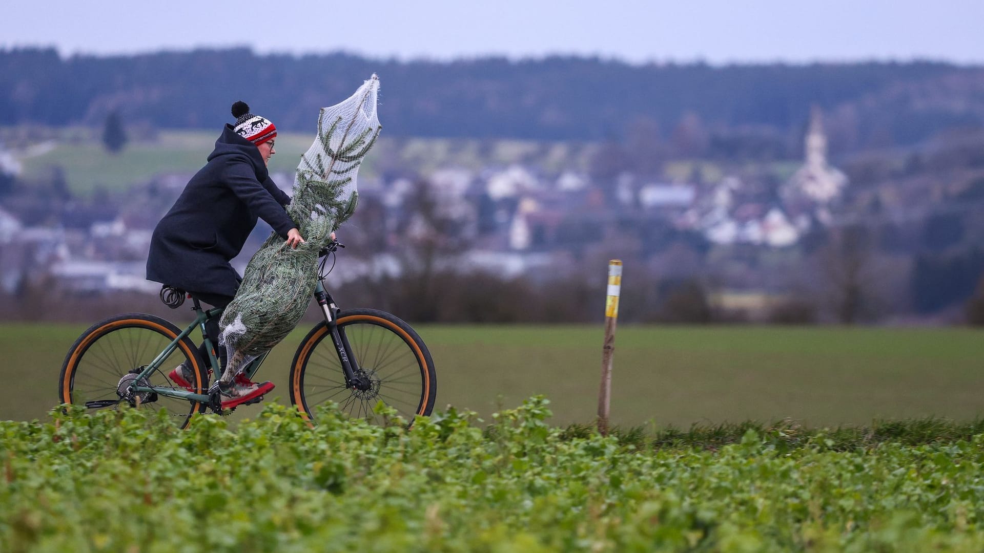 Weihnachtsbaum