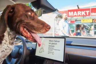 Verspricht gutes Klima auch bei Sommerhitze: Einige E-Autos bieten einen speziellen Hundemodus.