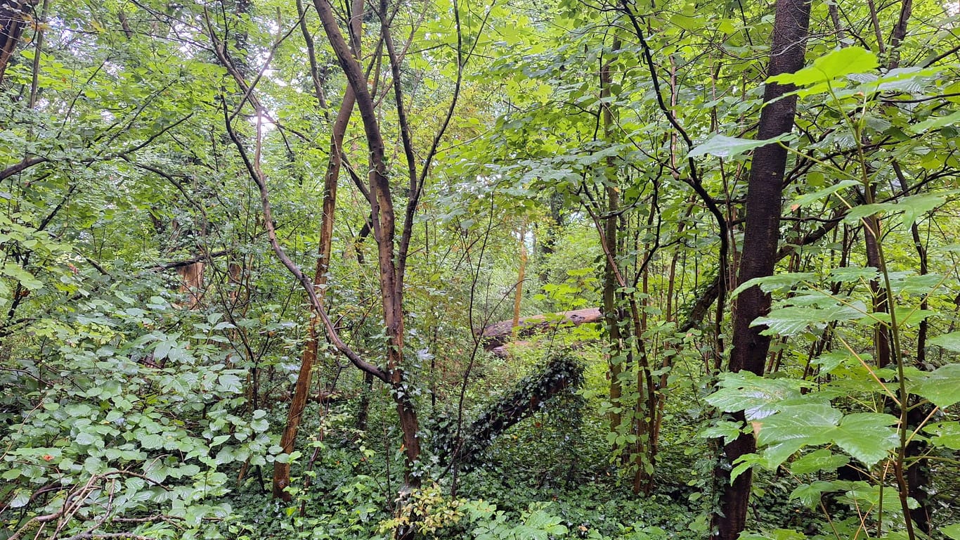 Mühlbachtal: Das kleinste Naturschutzgebiet Frankfurts