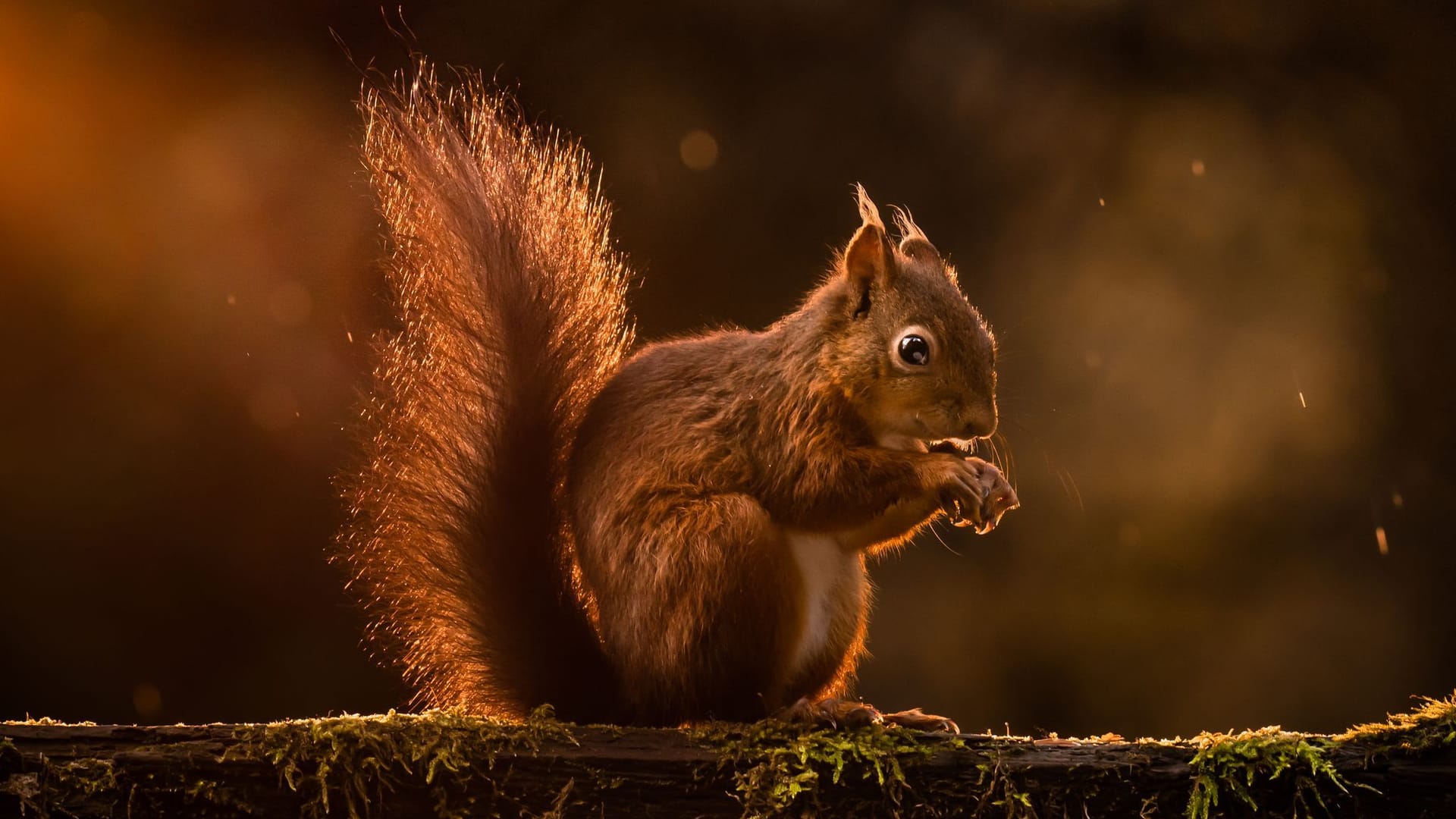 Eichhörnchen bereiten sich auf den Winter vor - Großbritannien