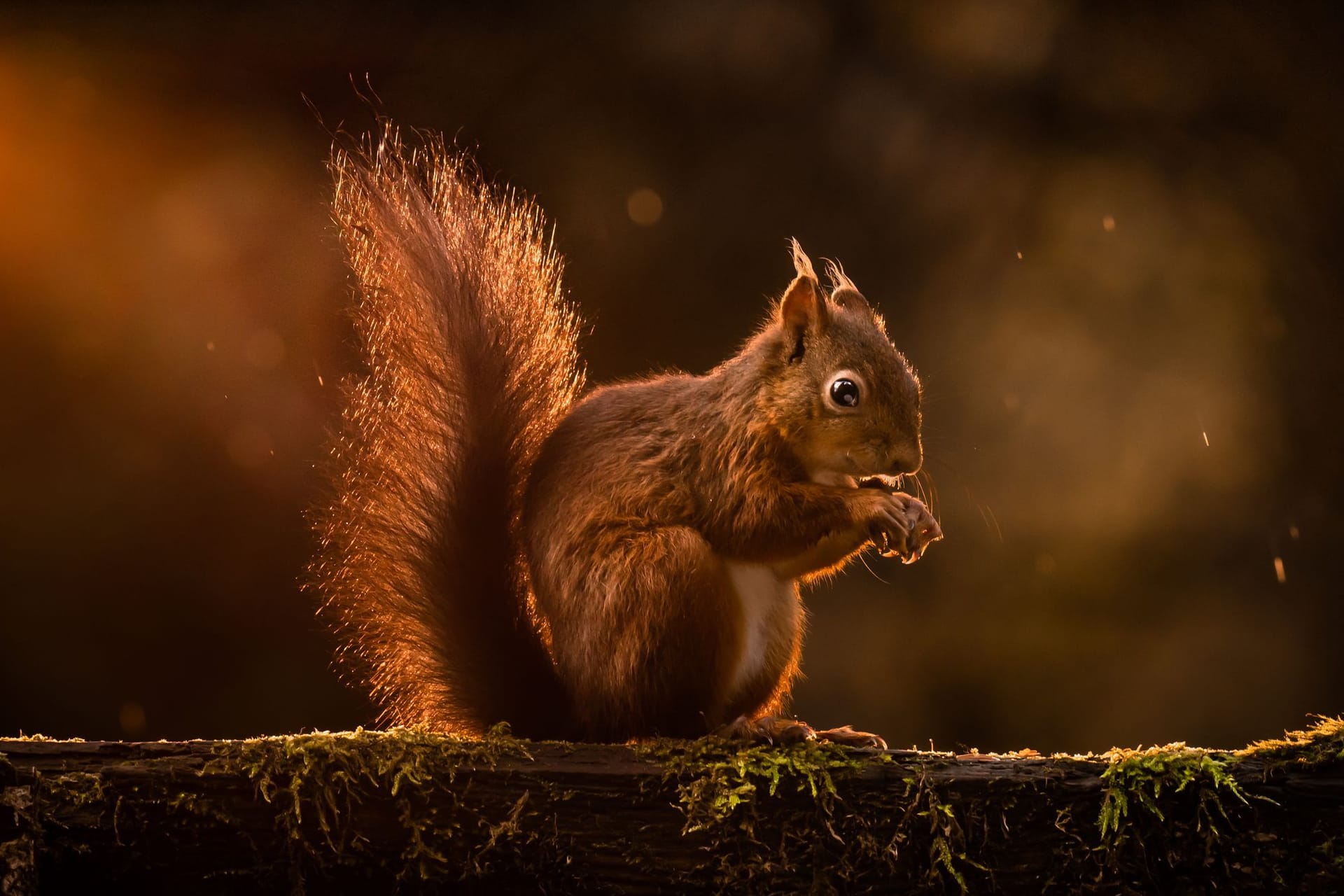 Eichhörnchen bereiten sich auf den Winter vor - Großbritannien