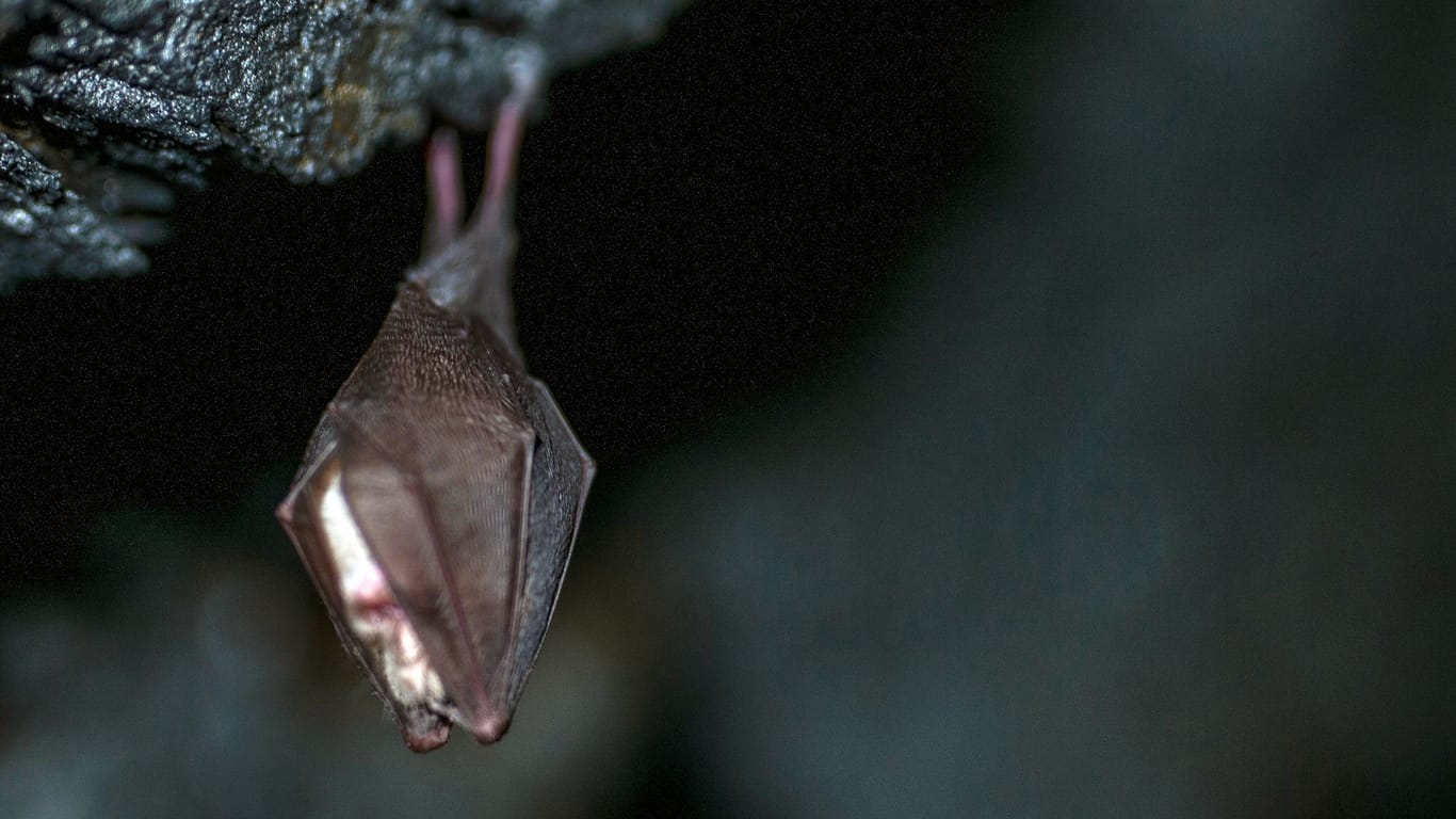 Fledermaus im Winterschlaf