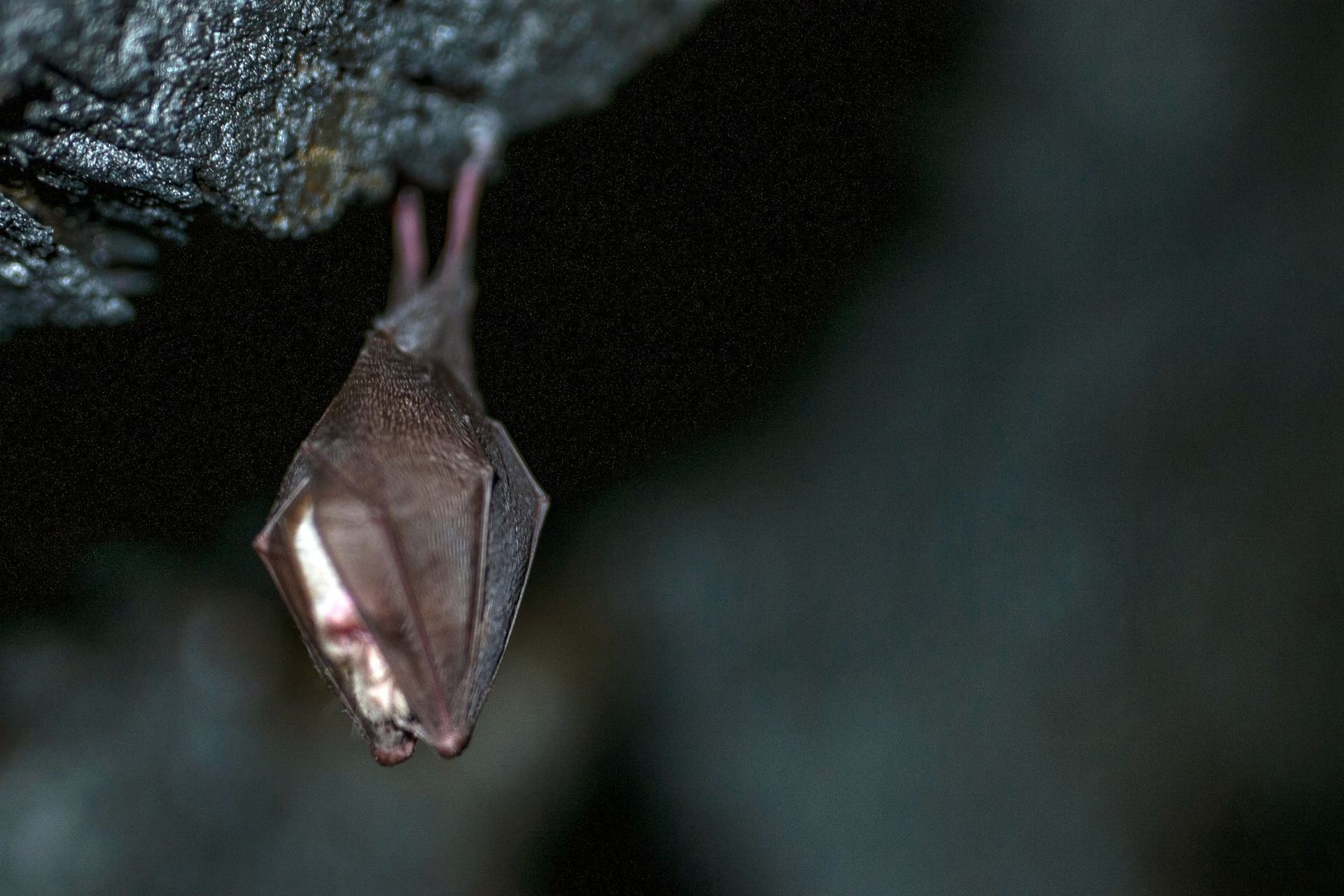 Fledermaus im Winterschlaf