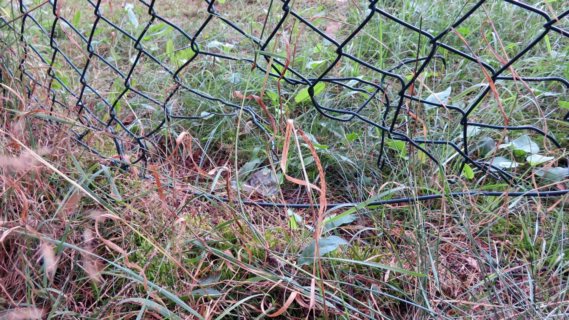 Mechernich - Loch im Zaum möglicherweise durch Wildtier