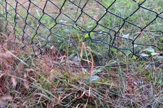 Mechernich - Loch im Zaum möglicherweise durch Wildtier