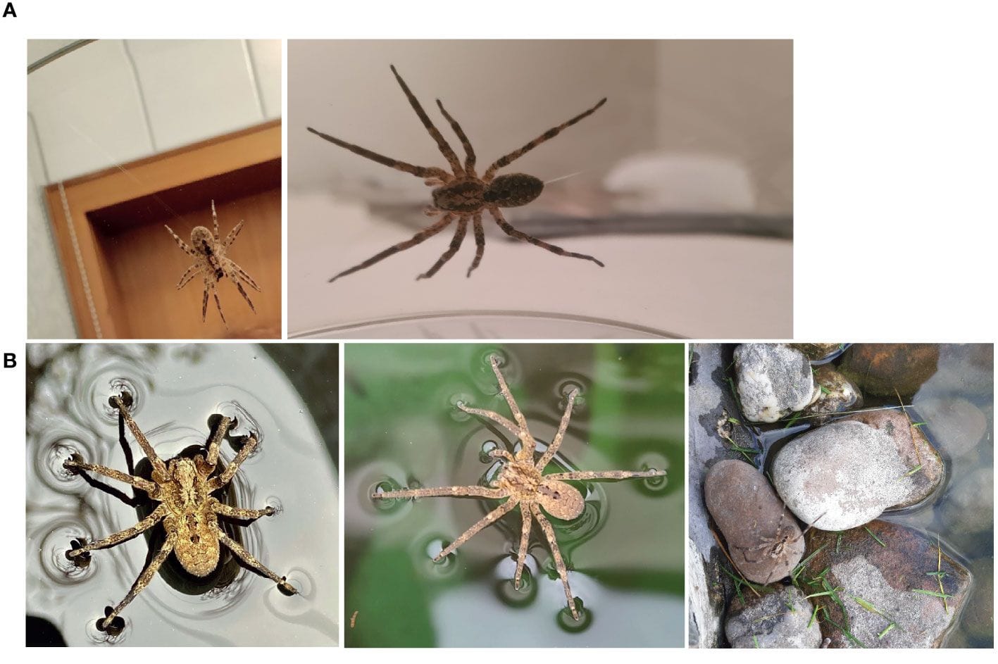 Sichtung: Das Tier kann auch an einem Faden von der Decke hängen und über Wasser laufen.