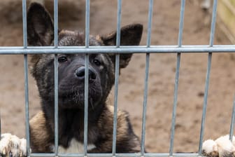 Hund im Hamburger Tierheim Süderstraße: 157 Hunde hat das Heim aufgenommen und damit sein Maximum erreicht.