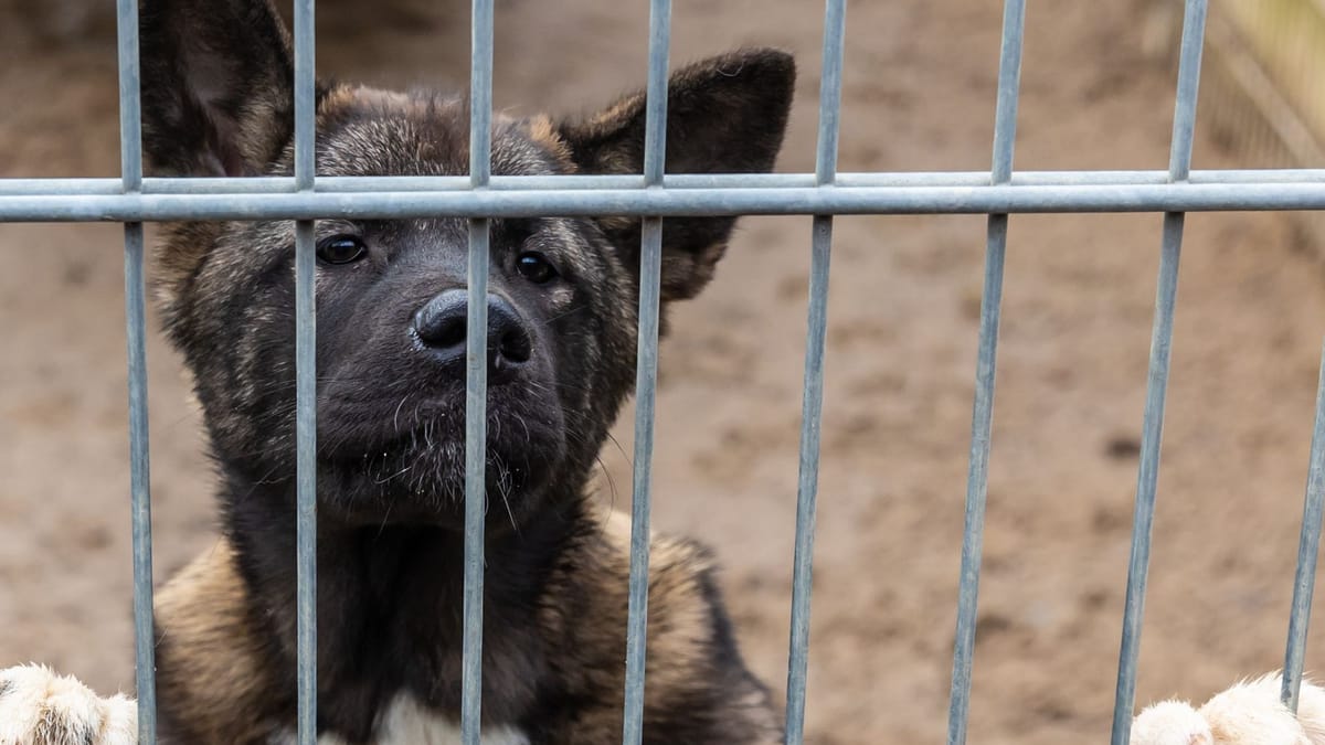 Tierheim Hamburg verhängt Aufnahmestopp Wo Sie jetzt Hunde abgeben können