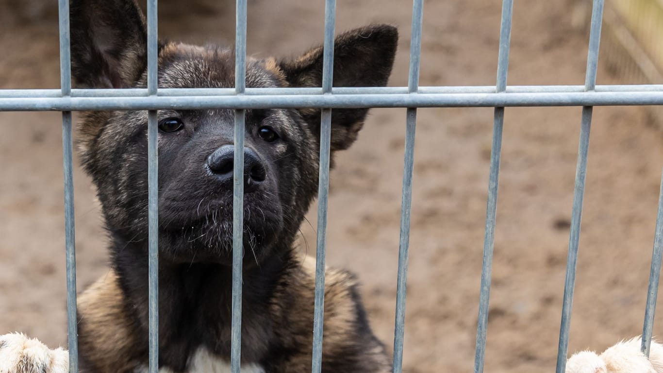 Hund im Hamburger Tierheim Süderstraße: 157 Hunde hat das Heim aufgenommen und damit sein Maximum erreicht.