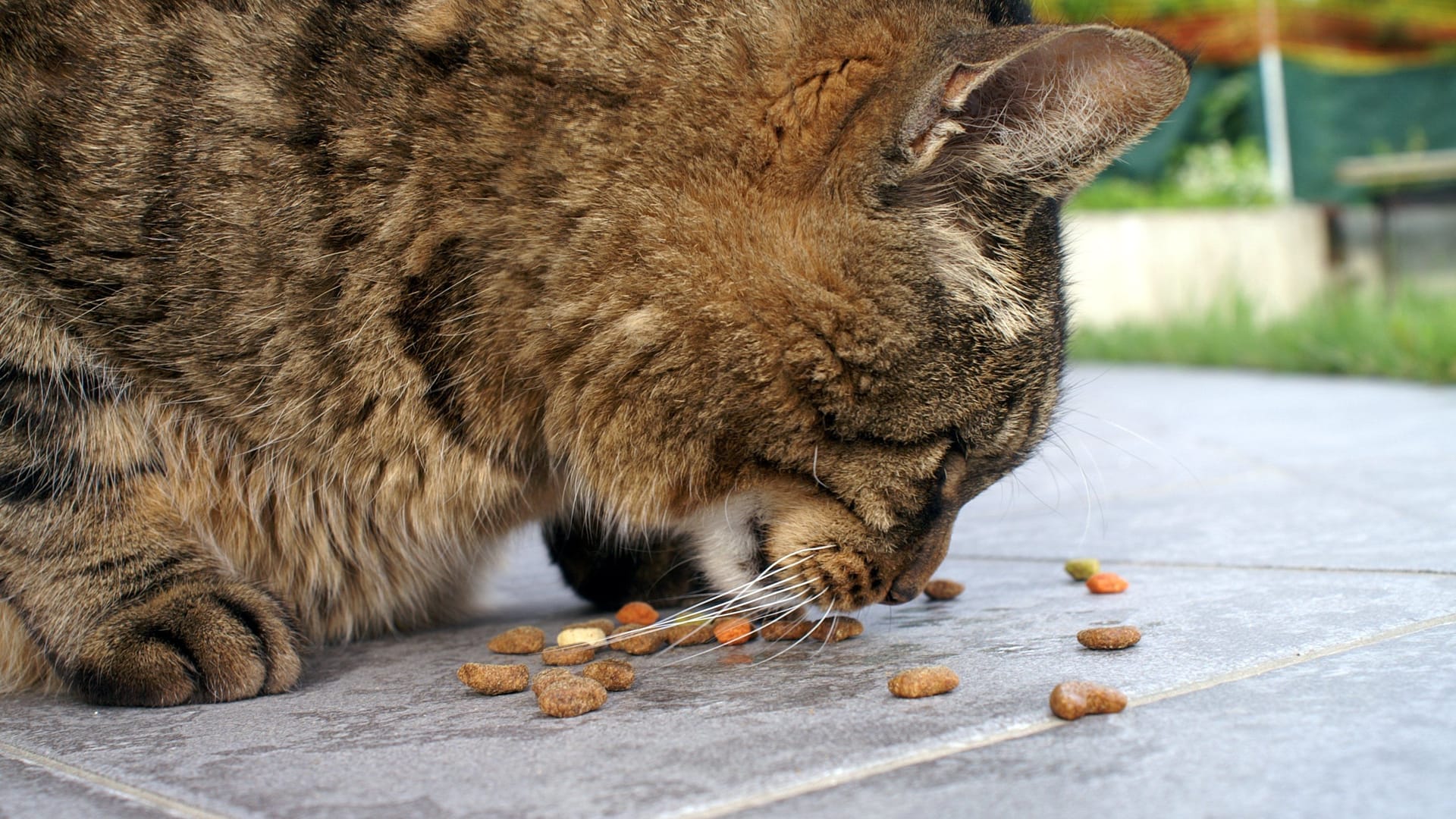 Eine Katze frisst (Symbolbild): Kater Leo ist übergewichtig.