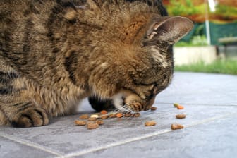 Eine Katze frisst (Symbolbild): Kater Leo ist übergewichtig.