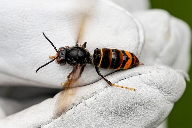 Eine Asiatische Hornisse wird von einem Biologen mit einem Handschuh gehalten Archivbild): Sie hat den Winter überstanden und breitet sich weiter in Niedersachsen aus.