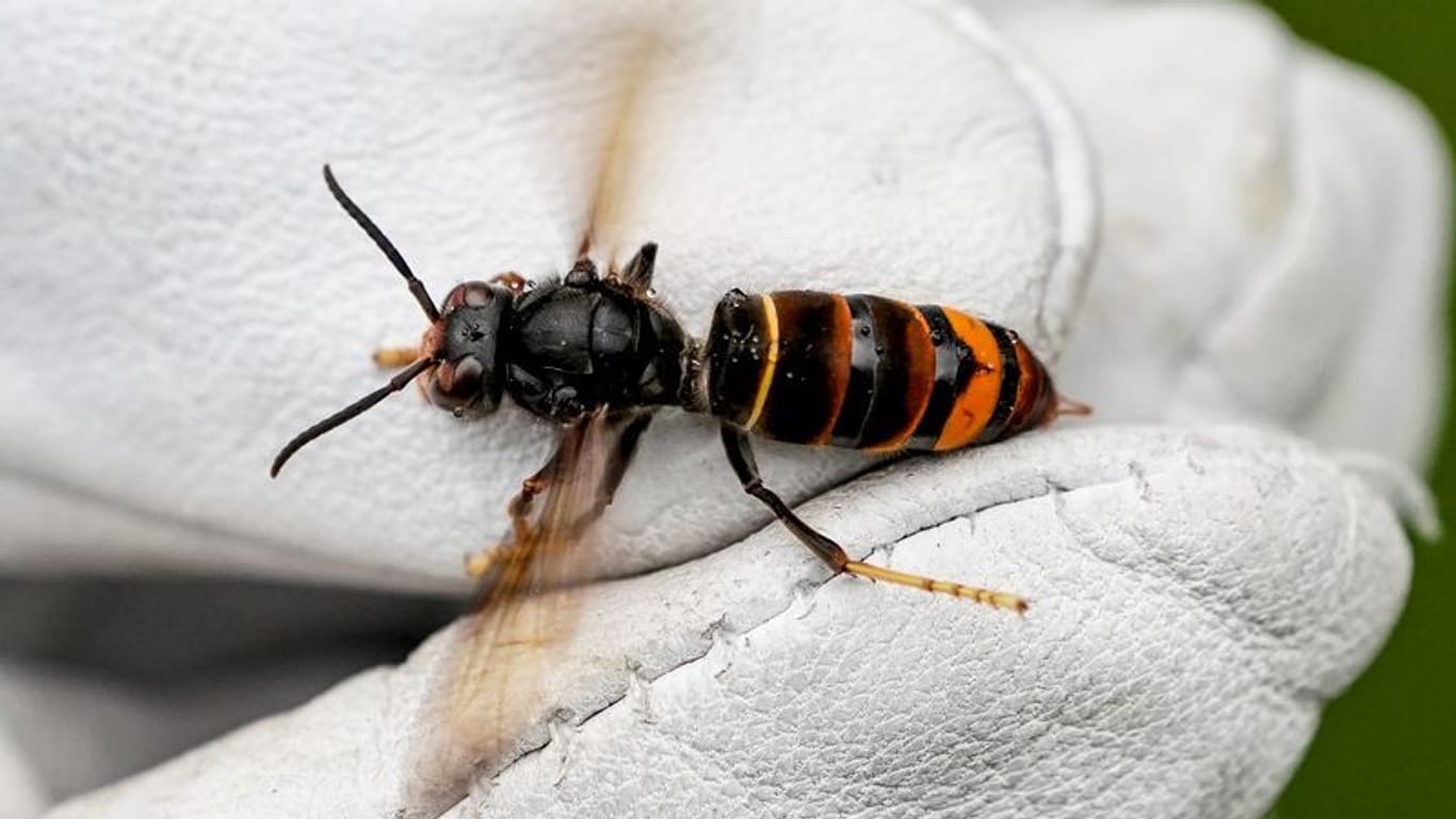 Eine Asiatische Hornisse wird von einem Biologen mit einem Handschuh gehalten Archivbild): Sie hat den Winter überstanden und breitet sich weiter in Niedersachsen aus.