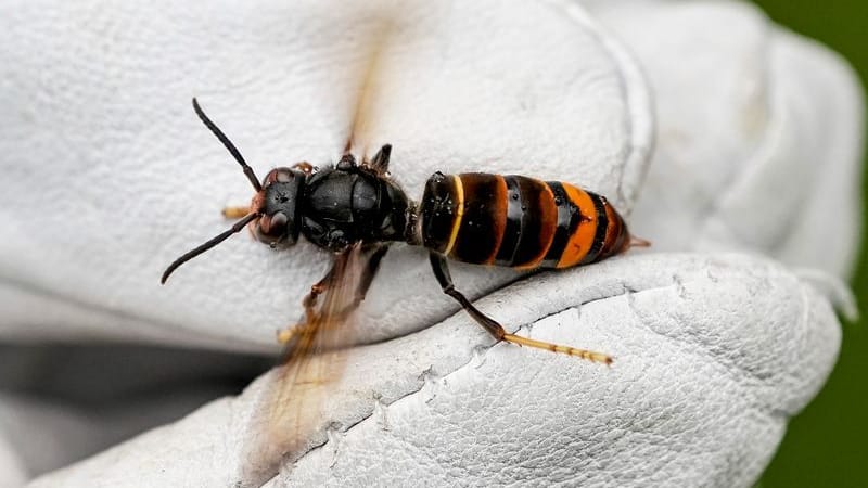 Eine Asiatische Hornisse wird von einem Biologen mit einem Handschuh gehalten Archivbild): Sie hat den Winter überstanden und breitet sich weiter in Niedersachsen aus.