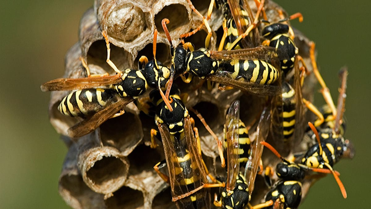 When does insurance pay for wasps and bees?