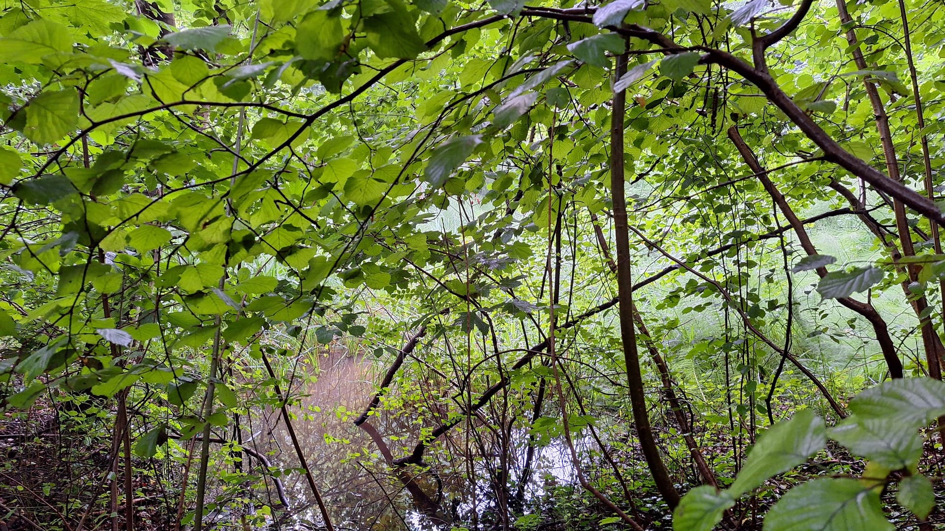 Blick auf ein kleines Gewässer im Mühlbachtal in Frankfurt am Main. Das ist das kleinste Naturschutzgebiet der Mainmetropole.