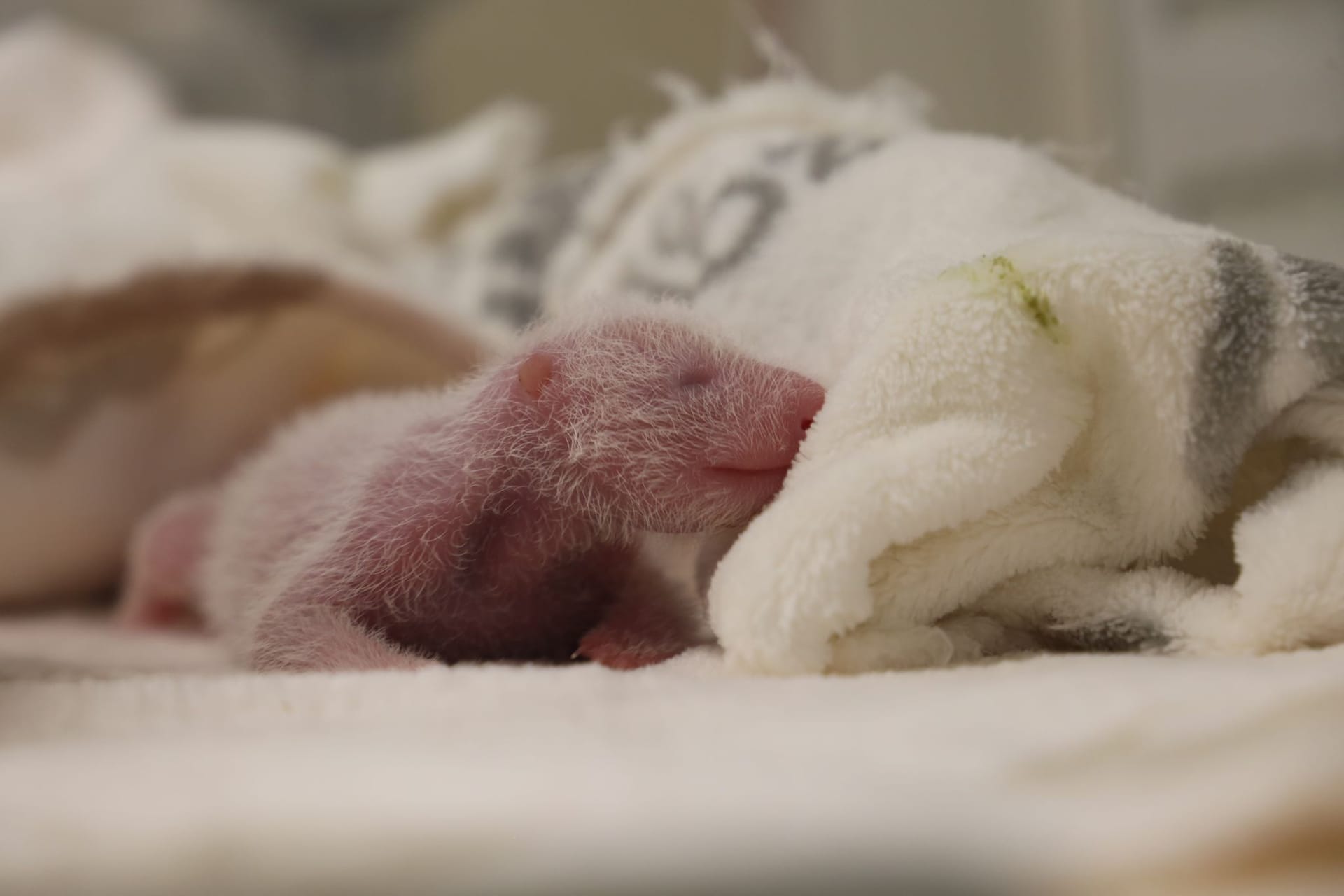 Panda-Nachwuchs im Berliner Zoo