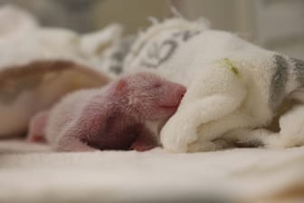 Panda-Nachwuchs im Berliner Zoo