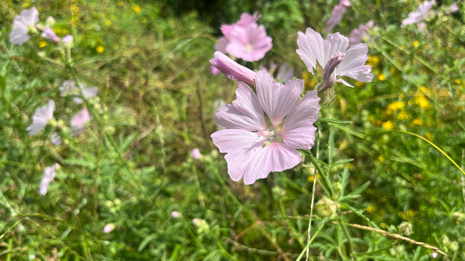 Malven am Wegesrand: Naturfreunde kommen während der Wanderung auf ihre Kosten.