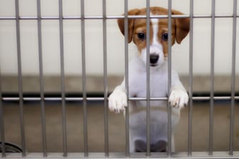 Ein Hund im Tierheim (Symbolbild): Einige Menschen wollen ihre Haustiere vor den Sommerferien wieder loswerden.