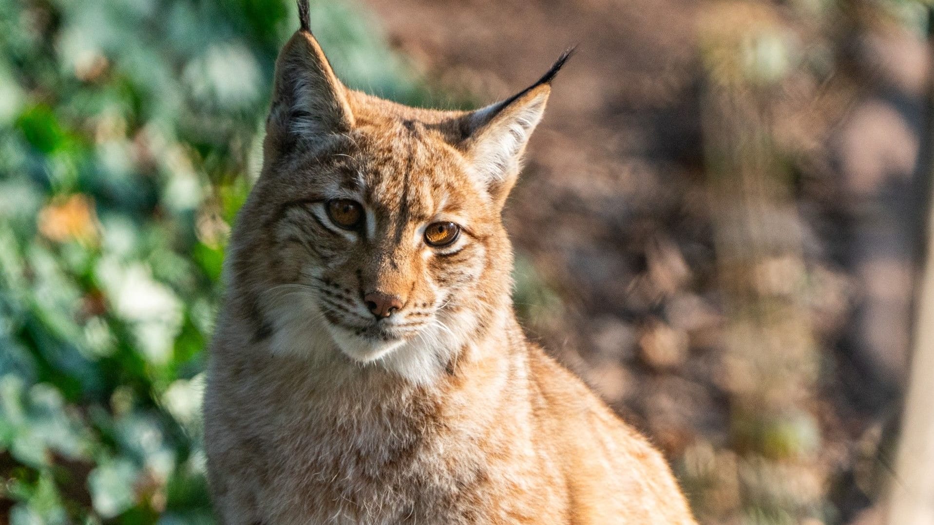 Luchsmännchen Kilian: Das Tier wurde in Nürnberg geboren, ab jetzt lebt er jedoch im Thüringer Wald.