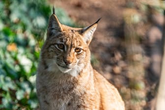 Luchsmännchen Kilian: Das Tier wurde in Nürnberg geboren, ab jetzt lebt er jedoch im Thüringer Wald.