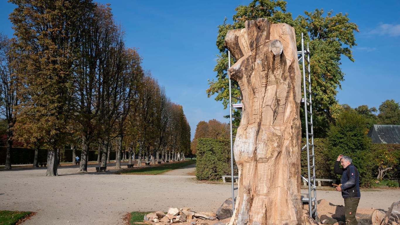 Bildhauer Hans-Georg Wagner arbeitet an einem Buchentorso einer abgestorbenen Blutbuche im Schlosspark Pillnitz: Wassermangel und die Trockensommer führten zum Absterben einer von zwei Blutbuchen im Lustgarten.