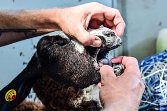 Ein Schaf, das an der Blauzungenkrankheit leidet (Archivbild): Die Seuche verursacht Fieber, Apathie und kann Entzündungen.