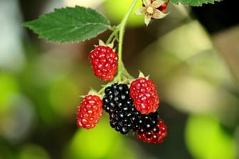 Die Brombeere erfreut mit dunklen süßen Früchten.