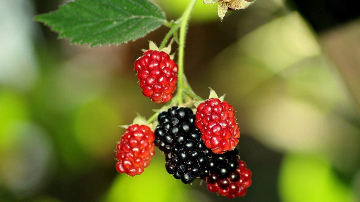 Die Brombeere erfreut mit dunklen süßen Früchten.